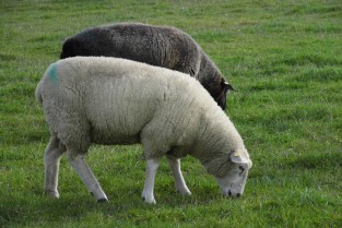 F�hrer Rasenm�her